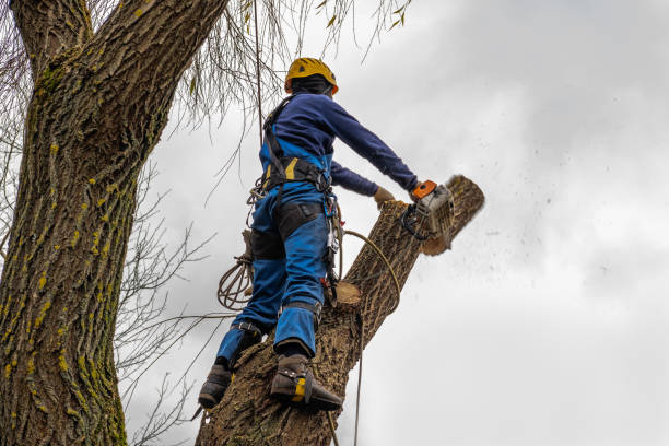 Best Tree Health Inspection  in Catlin, IL